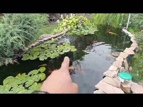 Видео: КАРПЫ КОИ ПОРОСЯТА🐷 СЪЕЛИ ВЕСЬ КОРМ🥹 РАЗГОВОРЧИКИ