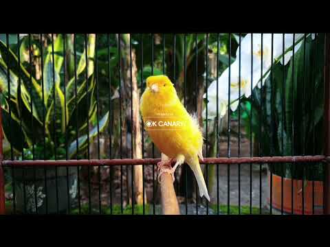Видео: ДОКАЗАННАЯ ЭФФЕКТИВНОСТЬ❗ Специальный аудиоурок для формирования характера голоса вашей канарейки