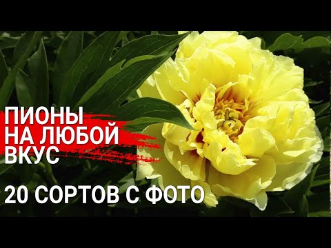 Видео: Пионы на любой вкус 20 сортов с фото