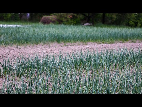 Видео: Як виявити Фузаріоз в часнику?А то таке городять,що на голову не налазить