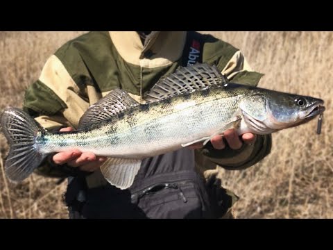 Видео: Откуда тут столько рыбы? Крупные судаки на малой реке