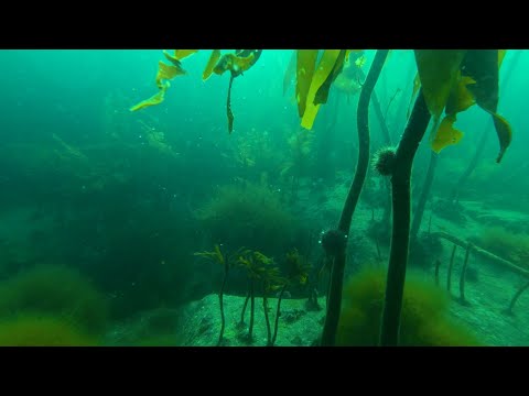 Видео: 7 часть. Подводный Мир Баренцева Моря