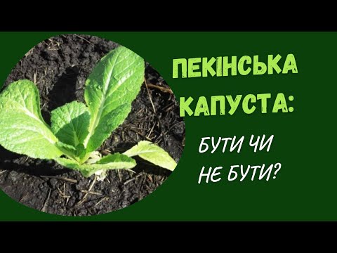 Видео: Висаджуємо розсаду пекінської капусти у спеку 😕