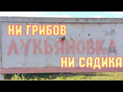 Видео: Ни грибов, ни садика