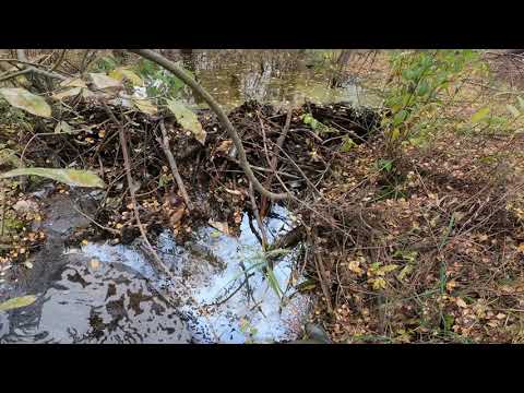 Видео: Бобровая плотина 21 10 2022