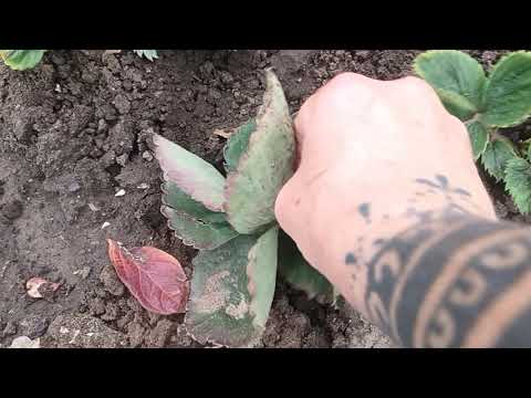 Видео: ПОЛУНИЦЮ ГОТУЄМО ДО ЗИМІВЛІ. 