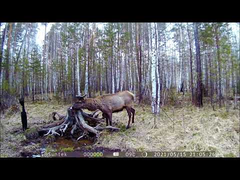 Видео: Супер Солонец Работает на ура.