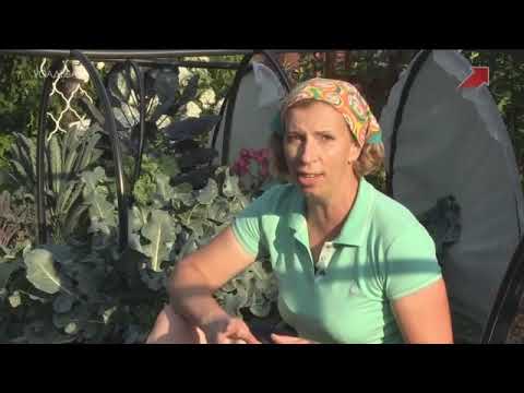 Видео: "Фитоаптека", 6 серия. Марина Рыкалина и Виталий Декабрев. "Усадьба"