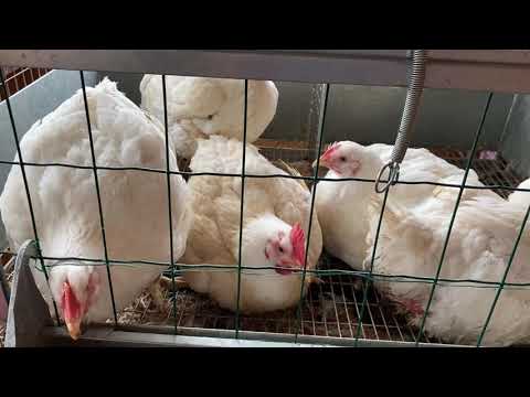 Видео: Выращиваем бройлеров без антибиотиков