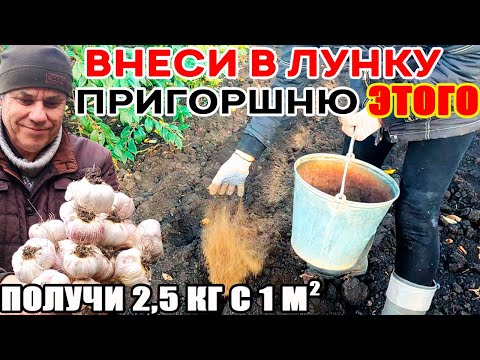 Видео: Раскрываю СЕКРЕТ получения РЕКОРДНЫХ урожаев КРУПНОГО ЧЕСНОКА с КУЛАК! Внеси при посадке ЭТО!