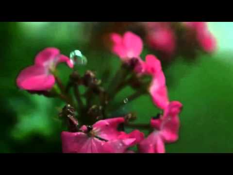 Видео: Красивая японская песня