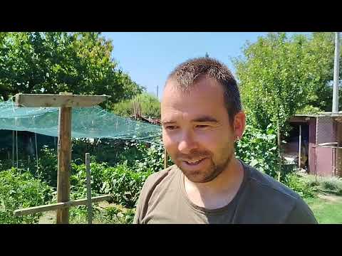 Видео: ЖИВОТ НА СЕЛО: Подготовка за ЗЕЛЕТО | Изкореняване на ДОМАТИТЕ!