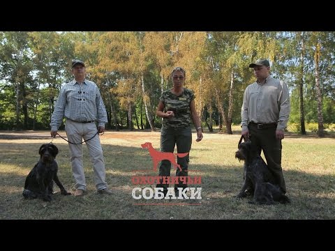 Видео: Охотничьи собаки. 2 серия. Немецкая жесткошёрстная легавая
