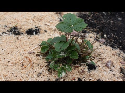Видео: Чем подкормить клубнику после зимы  Биогумус – лучшее удобрение