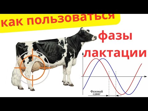 Видео: Как использовать фазы лактации коровы?