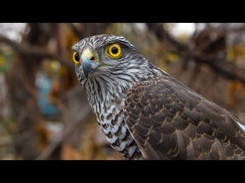 Видео: Осілі птахи 🐔 Як птахи готуються до зими 🦅  Птахи восени  🦉 Природознавство 2 клас