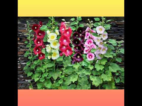 Видео: Розповідь про мальви