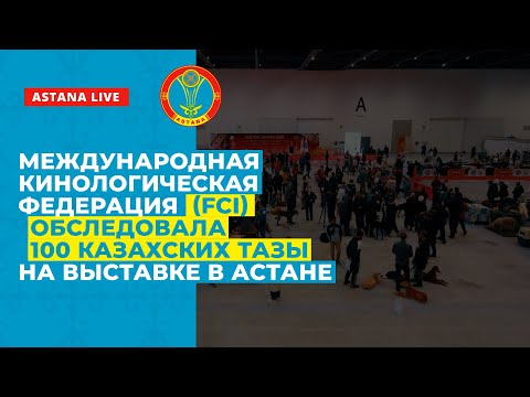 Видео: МЕЖДУНАРОДНАЯ КИНОЛОГИЧЕСКАЯ ФЕДЕРАЦИЯ (FCI) ОБСЛЕДОВАЛА ОКОЛО 100 КАЗАХСКИХ ТАЗЫ НА ВЫСТАВКЕ