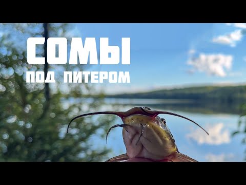Видео: Ловим сомов на озере Сарженское