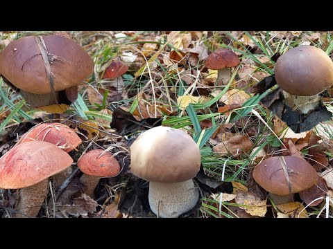 Видео: Грибы 🍄Белые , ШОК Вёдро Еле донесла.После морозов.Ура надежда Ещё есть,Берёзовая Роща/Далекий ЛЕС