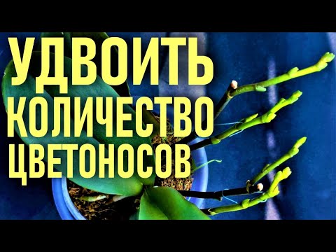 Видео: НАПИТОК ФАРАОНОВ ДЛЯ ОРХИДЕЙ! 250 МЛ, ЧТОБЫ УДВОИТЬ КОЛИЧЕСТВО ЦВЕТОНОСОВ И ВЫМАНИТЬ УЙМУ КОРНЕЙ!