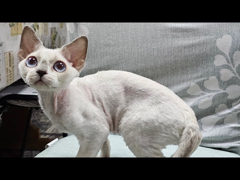 Видео: Может его в цирк сдать?)))