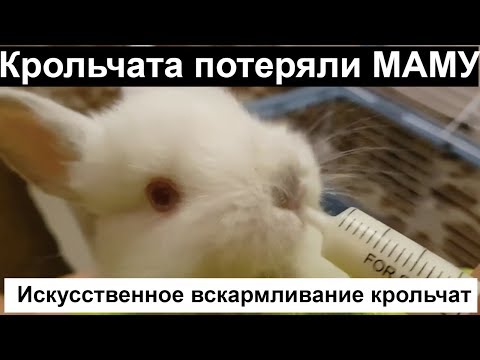Видео: Искусственное вскармливание крольчат, кролик,крольчата содержание
