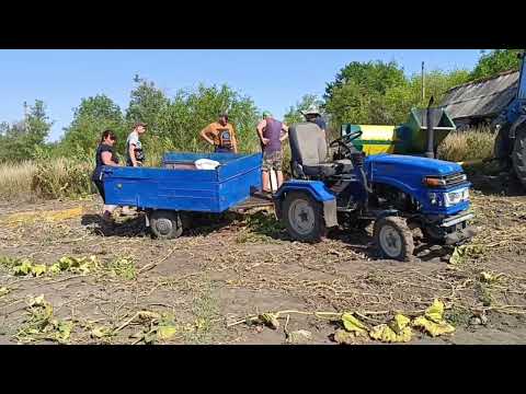 Видео: Починаємо молотити гарбузи💪🎃👍