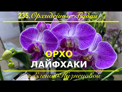 Видео: Хитрости ОРХОМАНА! Как существенно облегчить жизнь себе и орхидеям?