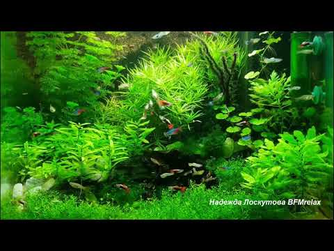 Видео: Нежный и крепкий СОН, глубокий релакс и успокоение нервной системы