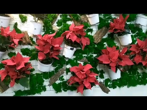 Видео: Магазин Флориссима, Береговая, Ростов на Дону  1 часть