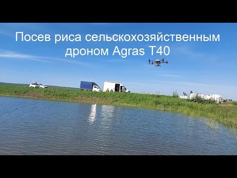 Видео: Посев риса сельскохозяйственным дроном Agras T40