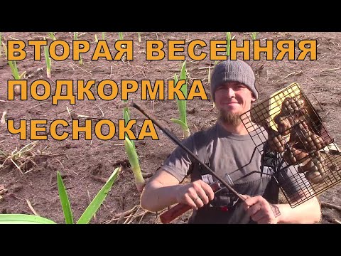 Видео: ВТОРАЯ ПОДКОРМКА ЧЕСНОКА