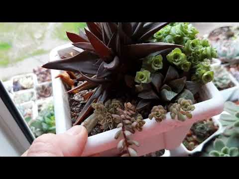Видео: Групповая посадка суккулентов.Суккулентные садики.