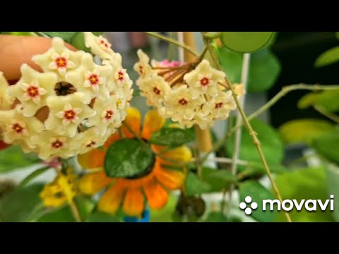 Видео: КОМНАТНЫЕ РАСТЕНИЯ(ЦВЕТЫ).ХОЙИ,ОБЗОР И РАЗМНОЖЕНИЕ.