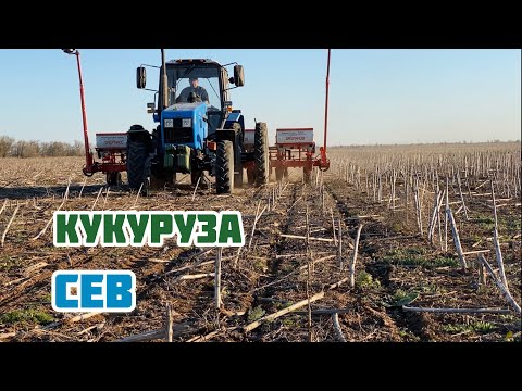 Видео: Сеем кукурузу
