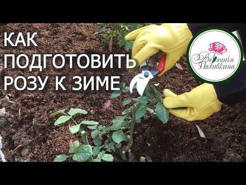 Видео: КАК ПОДГОТОВИТЬ РОЗУ К ЗИМЕ