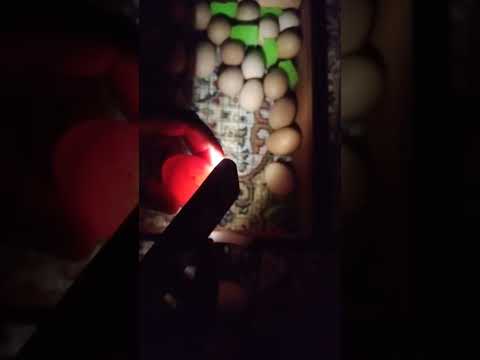 Видео: 10 июня 2024 г.