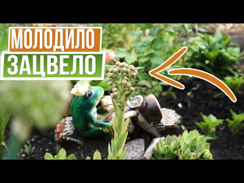 Видео: Молодило цветёт СРОЧНО убирайте ☘ Каменная роза - ошибки ухода в саду