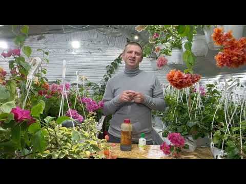 Видео: Секретные подкормки для бугенвиллии: что действительно работает, а что — миф?