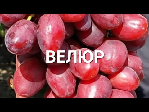 Видео: ЧАШМАК ПАЙВАНД СИЁҲ ДАР САБЗ