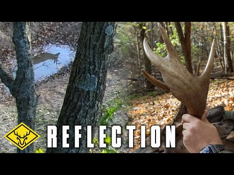 Видео: Стенд «Отражение» | ЦЕЛЕБНАЯ сила природы