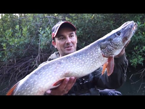 Видео: Рыбалка на малой реке | Щука на спиннинг | Трофей на микроречке