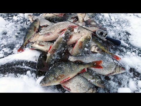 Видео: ПЕРВЫЙ ЛЕД 22-23 ОТКРЫТ! Рыбалка на мормышку, ловля плотвы и окуня по первому льду