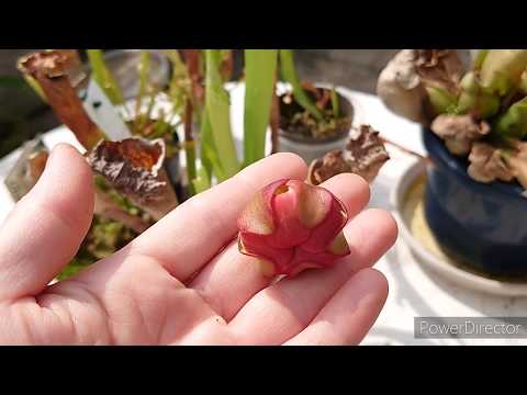 Видео: Насекомоядные растения.Carnivorous plant . 食虫植物. Саррацения. Cephalotus.Цефалот