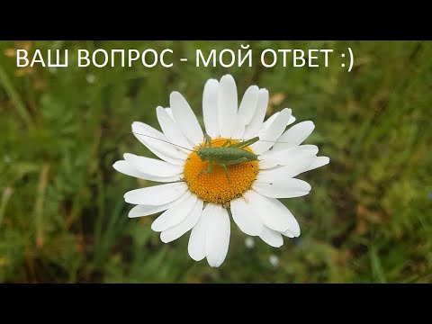 Видео: Ваш вопрос - мой ответ:)