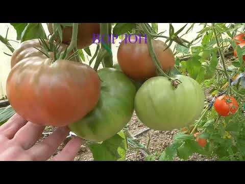 Видео: ТОМАТЫ 2019 - ЛУЧШИЕ СОРТА СЕЗОНА