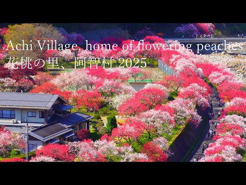 Видео: Родина цветущих персиков в деревне Ачи — утопия номер один в Японии.