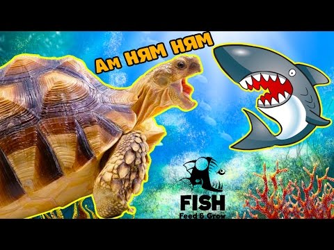 Видео: Я БОЛЬШАЯ ХИЩНАЯ РЫБА #2 веселое видео   в необычной игре Feed and Grow Fish от FGTV