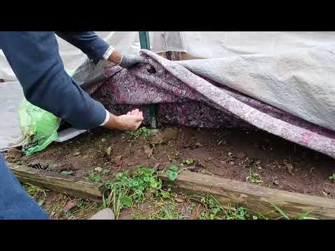 Видео: Раннее укрытие винограда, проблемы?